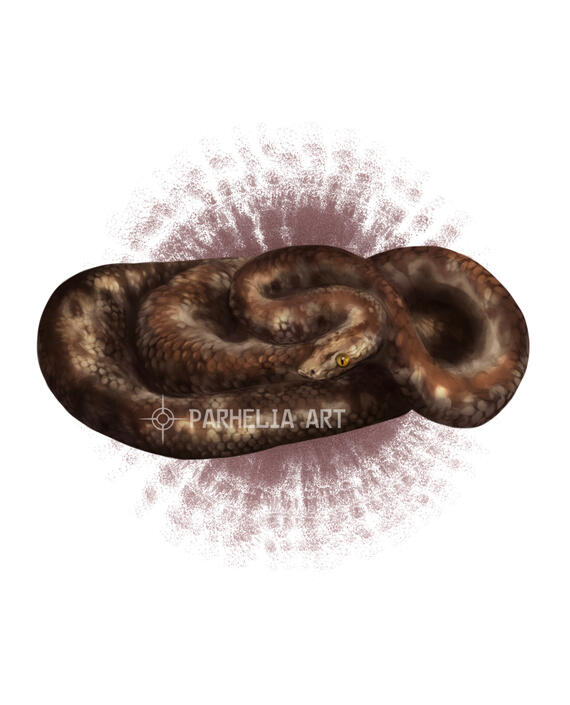 Burrowing Boa*