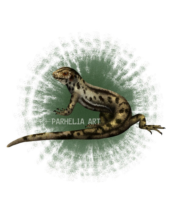 Skink*