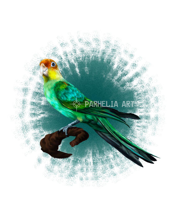 Parakeet*