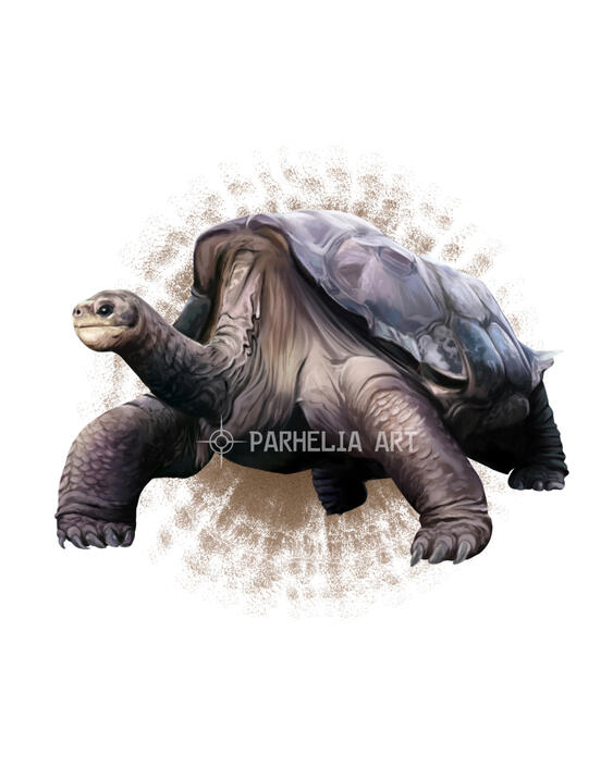 Giant Tortoise*