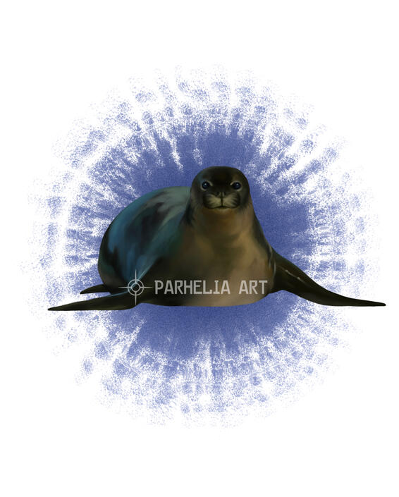 Monk Seal*