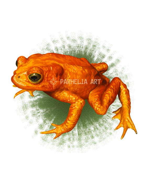 Golden Toad*