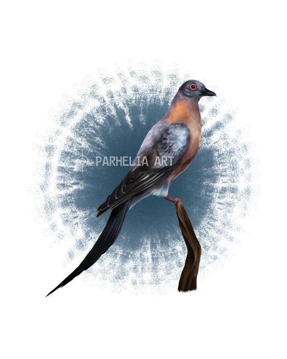 Pigeon*