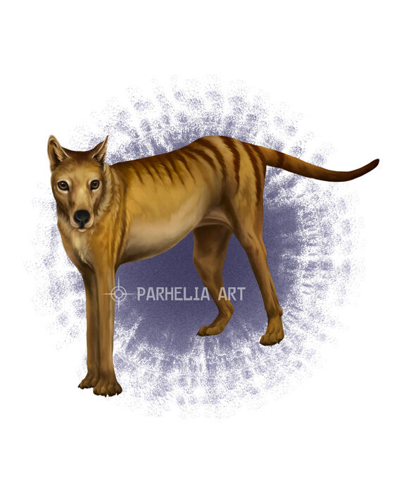 Thylacine*