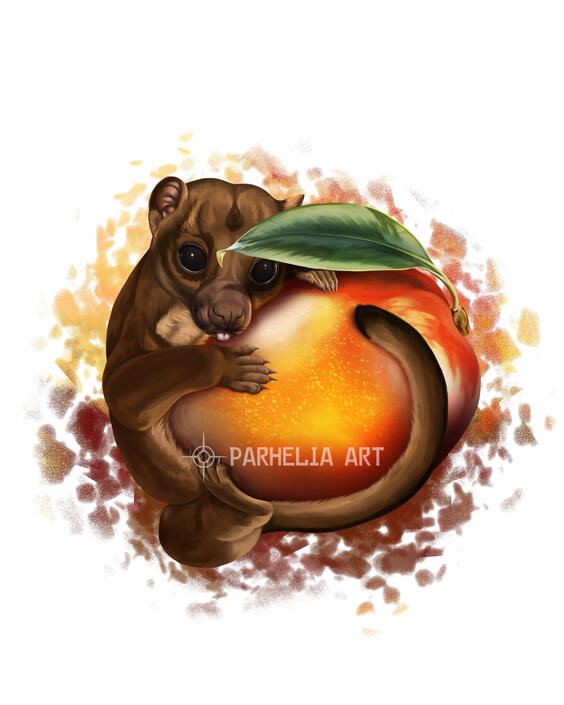 Kinkajou*
