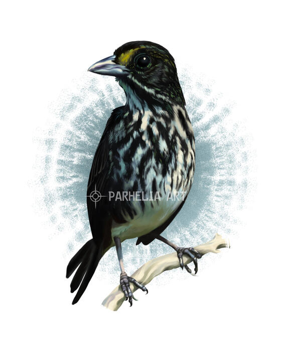 Sparrow*