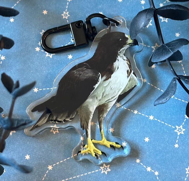 Hawk