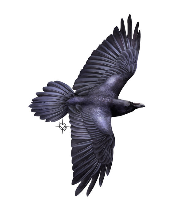 Raven
