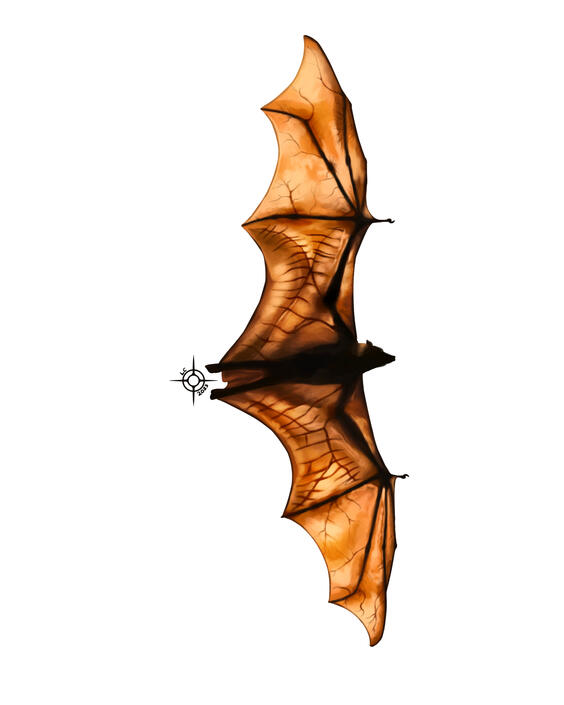 Bat