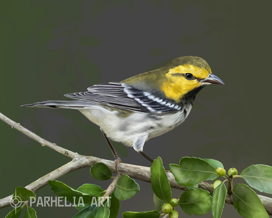 Warbler (Medium)