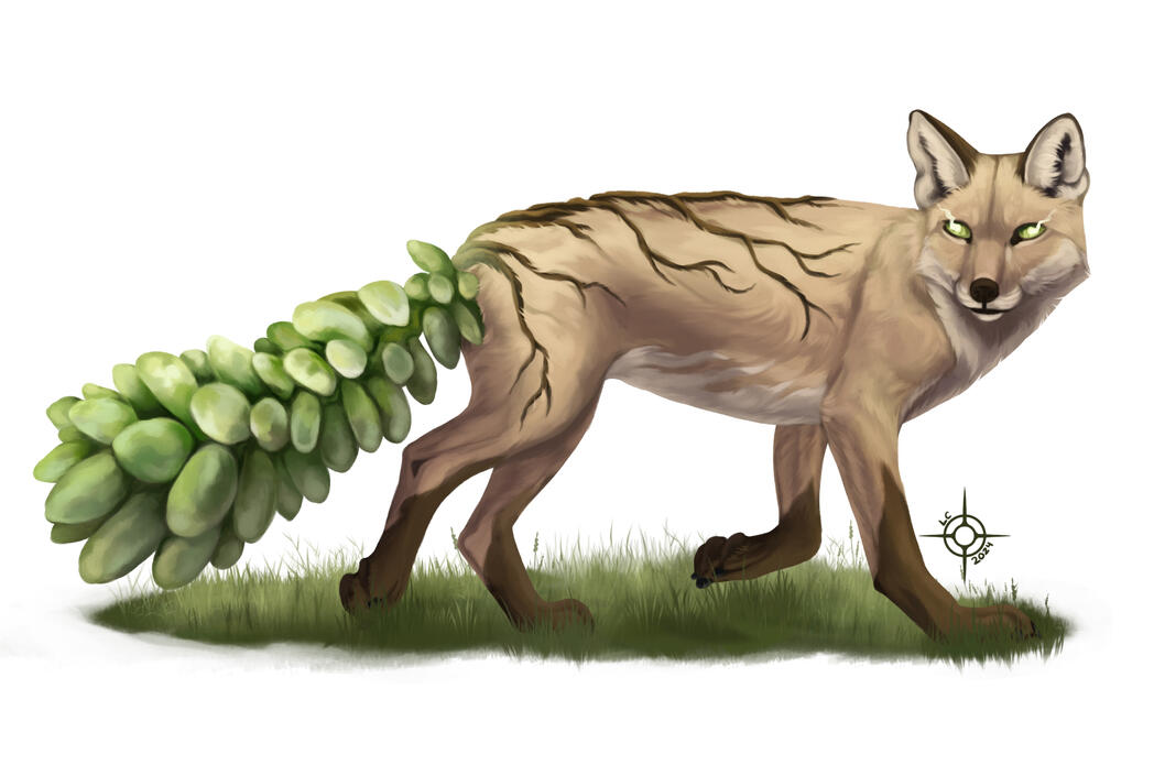 Burro Fox*