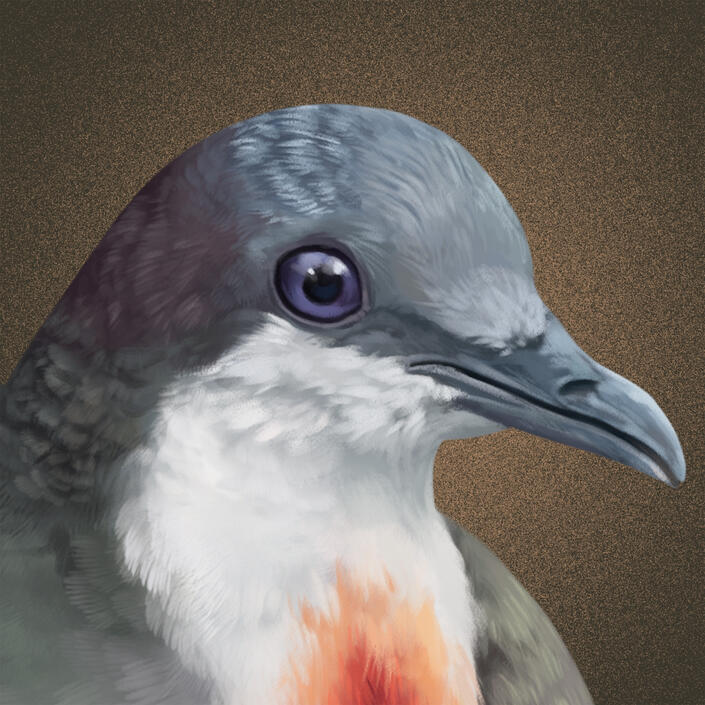Luzon Dove*