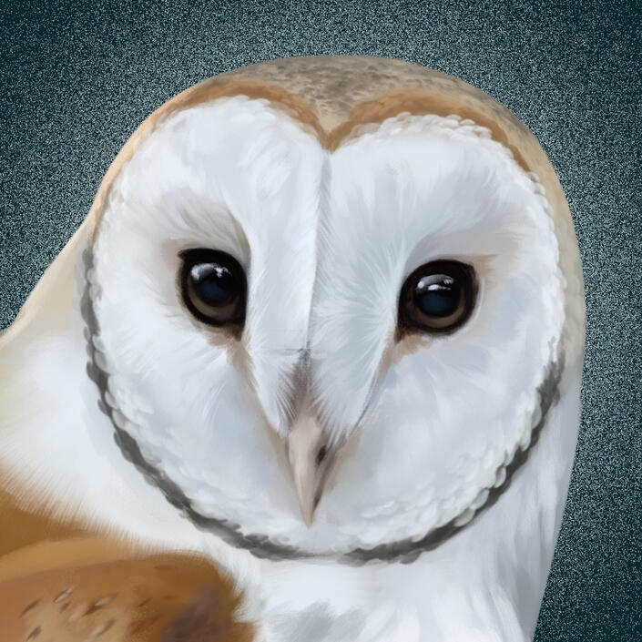 Barn Owl*