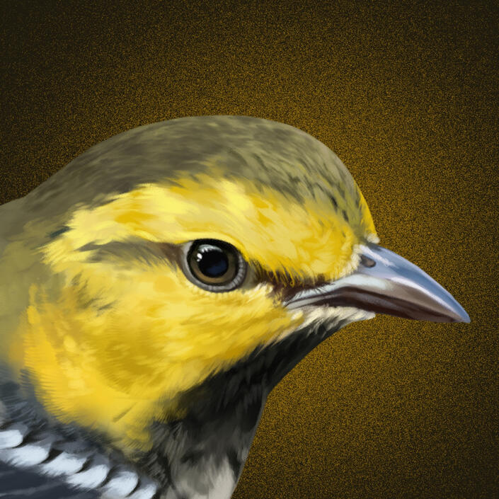 Warbler (Small)*