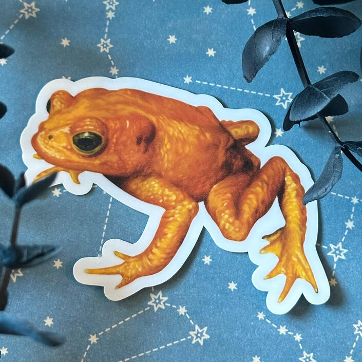 Golden Toad