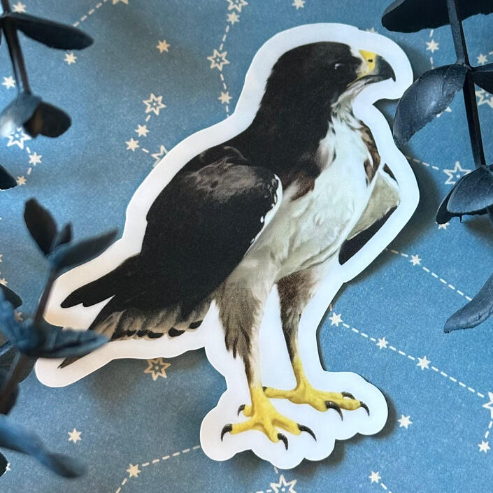 Hawk